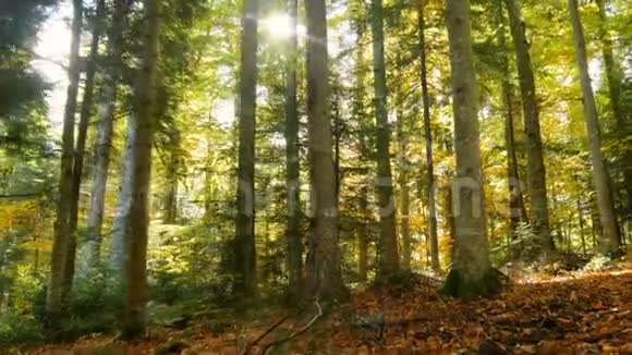 森林秋日的太阳黄色的大自然五彩缤纷视频的预览图