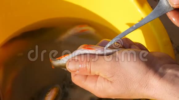 男人他的手在黄色的背景下割下刚钓到的鱼的肚子从里面取出鱼子酱视频的预览图