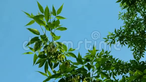 枫树或其他植物的枝条在风中在干净的蓝天背景下摆动视频的预览图