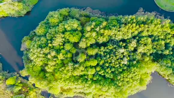 欧洲背景混合落叶林夏季绿树空中俯视图视频的预览图