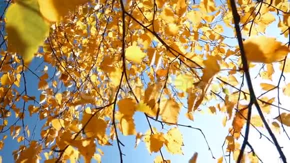 低角度拍摄的秋树视频的预览图