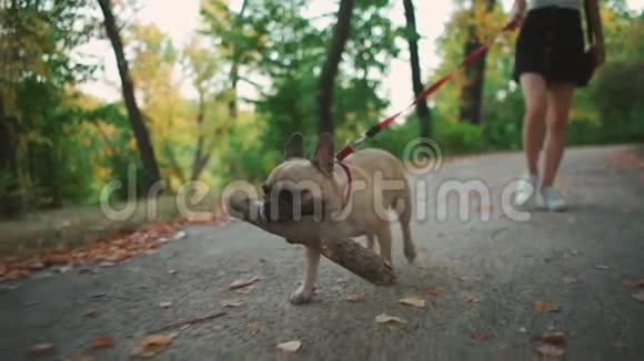 年轻的黑发女子与法国斗牛犬在秋天公园散步视频的预览图