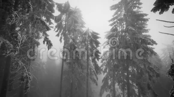 冬天的景色高大的杉树和雪花慢慢飘落视频的预览图