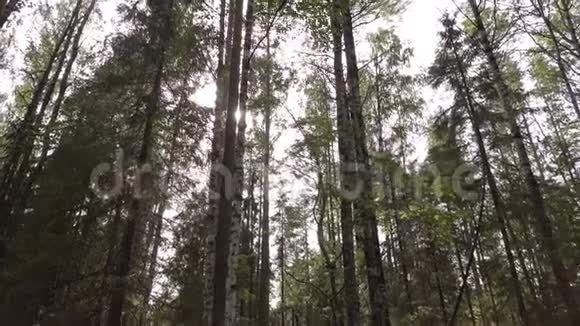 松林中的道路视频的预览图