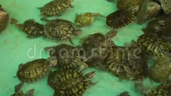 一群海龟在人工池塘里游泳视频的预览图