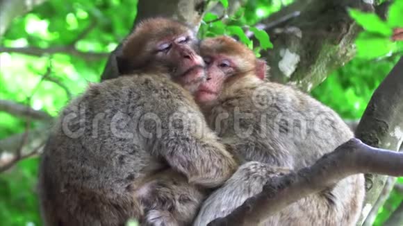 两只猴子抱着睡在树上视频的预览图