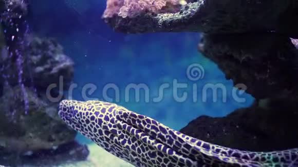 珊瑚礁水族馆的莫雷艾尔游泳视频的预览图