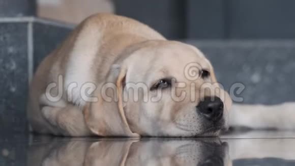 拉布拉多小狗躺在地板上睡觉视频的预览图