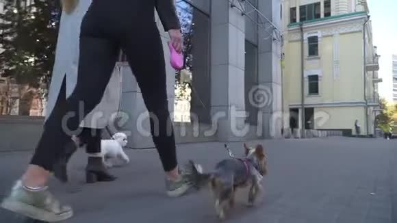 两个年轻的女朋友在街上用皮带遛狗视频的预览图