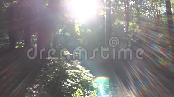 阳光照在森林里视频的预览图