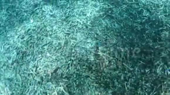 科科斯岛小蓝刀鱼学校视频的预览图