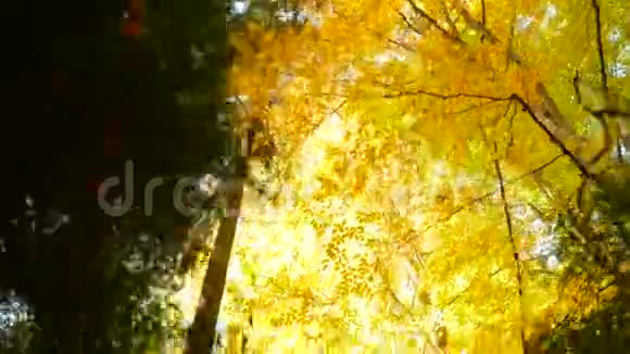 森林秋日的太阳黄色的大自然五彩缤纷视频的预览图