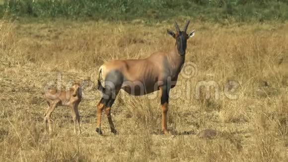 肯尼亚马赛马拉的托皮羚羊和婴儿视频的预览图