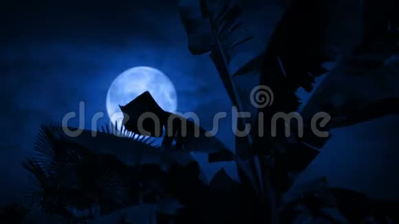 风雨中的棕榈树月亮在背后视频的预览图