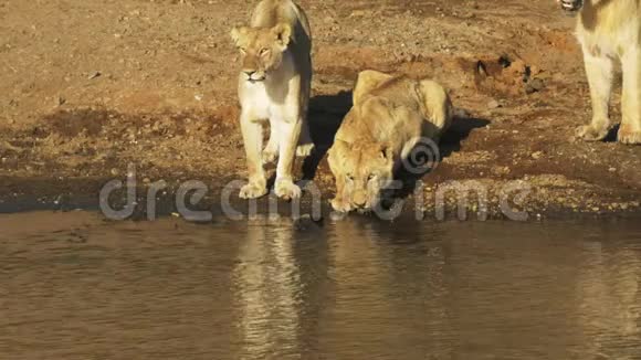 狮子从马拉河边喝水同伴们看着它视频的预览图