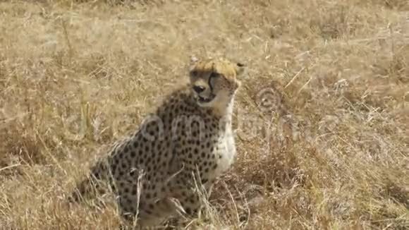 一只雌性猎豹坐在马塞马拉的地上中弹视频的预览图