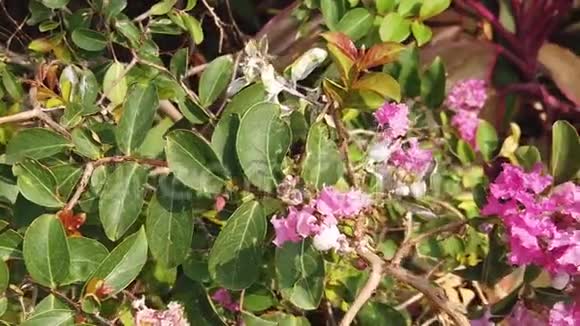蜜蜂在紫罗兰花中缓慢飞行视频的预览图
