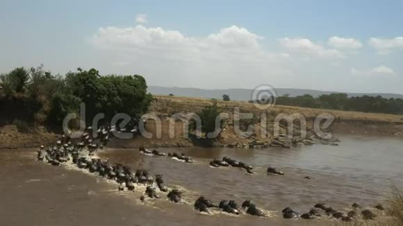 肯尼亚野生动物穿越马拉河的宽阔视野视频的预览图