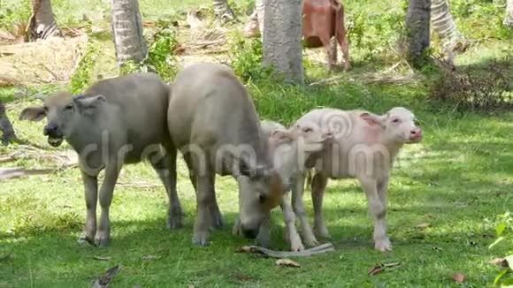 在绿色植被中的水牛家族在绿色植物中放牧的大型养牛典型的椰子景观视频的预览图