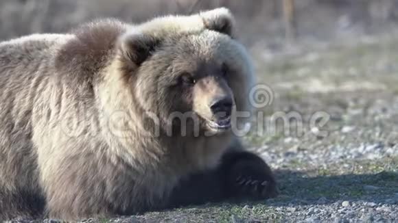 饥饿的野棕熊的肖像躺在石头上呼吸着环顾四周视频的预览图
