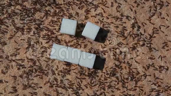 蚁虫天然石材背景视频的预览图