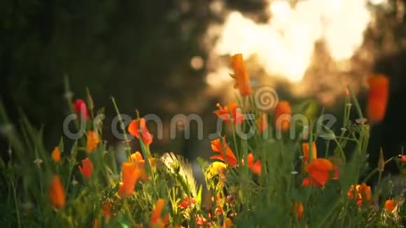 橙花在夕阳下在背景绿树下日落时风吹在橙色的花朵上视频的预览图