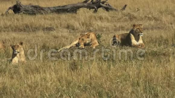 肯尼亚马塞马拉狩猎保护区三头母狮躺在地上视频的预览图
