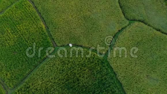 空中拍摄农民携带袋大米通过一个美丽的稻田大米脱粒前往巴厘概念视频的预览图