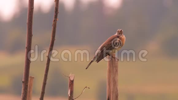 鸟坐在木楔上背景上有山阿尔卑斯山的风景喀尔巴阡山脉山区系统视频的预览图