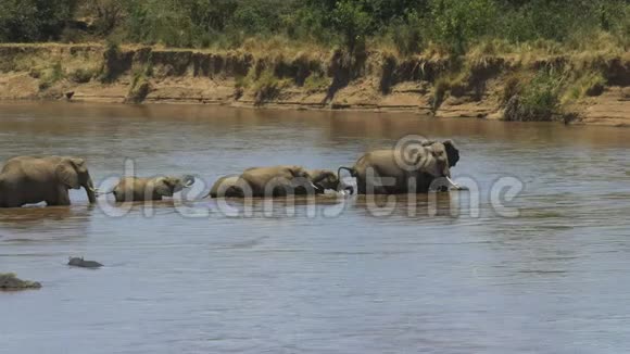 肯尼亚一头大象穿过马拉河的镜头视频的预览图
