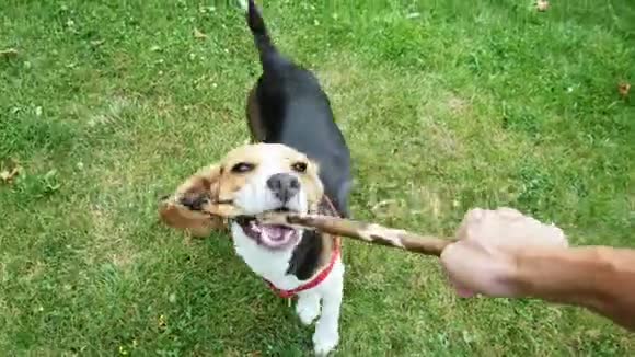 波夫射击快乐猎犬在晚上散步时玩木棍狗训练视频的预览图