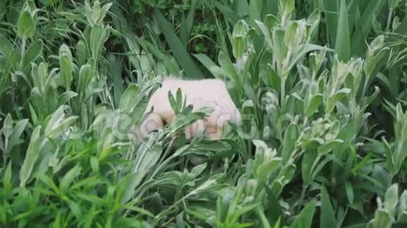 一只可爱的小狗被玩耍躲在草地和大型绿色植物特写镜头中视频的预览图