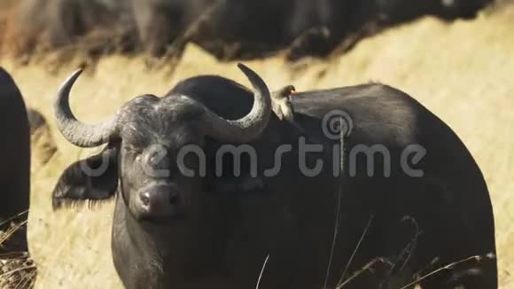 马塞马拉的水牛角和啄牛鸟视频的预览图