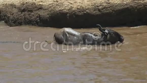 两只鳄鱼攻击一只成年侏儒穿越马拉河视频的预览图