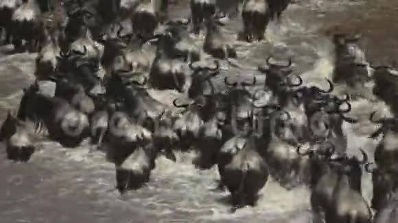 长时间的暴露靠近后俯视野生动物穿越马拉河视频的预览图