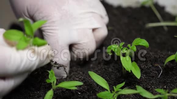 绿芽的西红柿种植在温室的园丁戴着手套的手特写镜头种植和培育植物视频的预览图