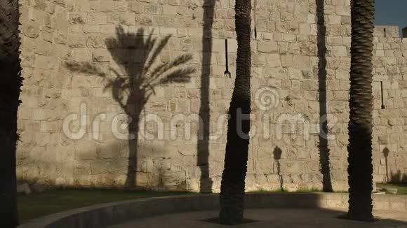 耶路撒冷旧城墙上的棕榈影视频的预览图