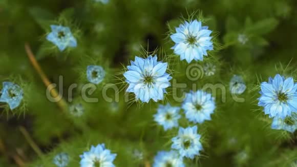 小绿灌木上有不同颜色的蓝色花的尼盖拉达马塞纳初夏开花植物视频的预览图