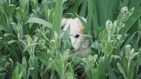 可爱的小狗被玩耍躲在草地上大型的绿色植物靠近视频的预览图