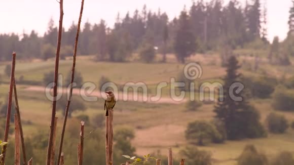 山景背景喀尔巴阡山脉的性质绿色旅游早上在山上小鸟坐在那里视频的预览图