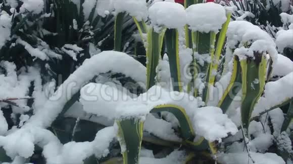 被雪覆盖的异国植物视频的预览图