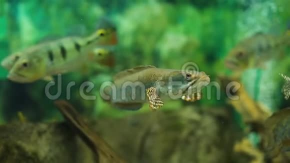 绿色植物淡水水族馆与鱼视频的预览图