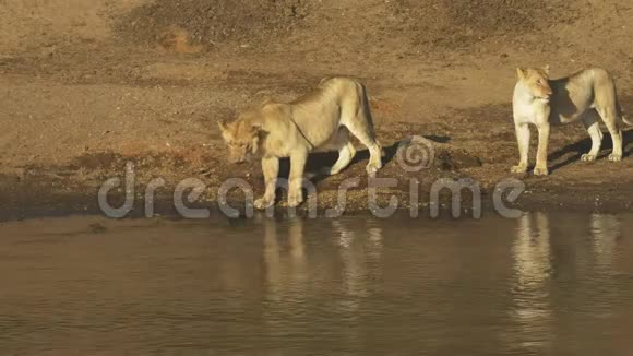 一只年轻的狮子想在肯尼亚的马赛马拉测试水视频的预览图