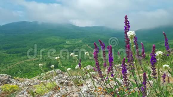 野生药用植物生长在云雾缭绕的群山背景上视频的预览图