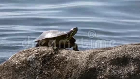 一只乌龟躺在水里的岩石上视频的预览图