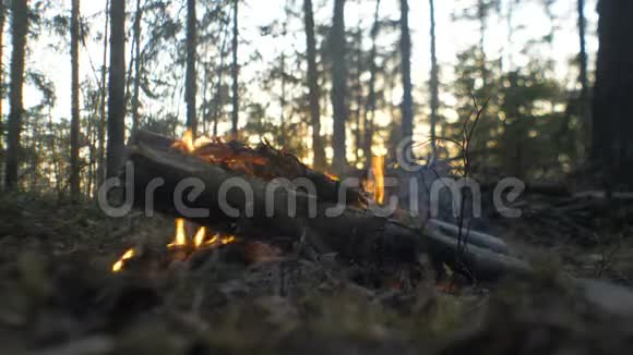 日落时松林中的火视频的预览图