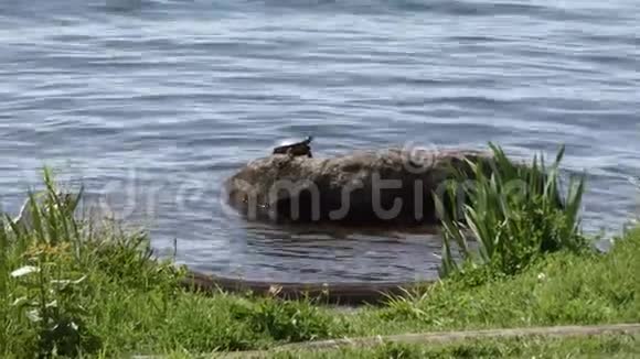 一只乌龟躺在水里的岩石上视频的预览图