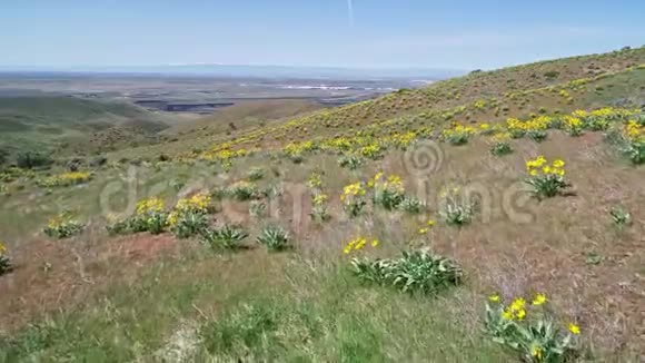 蓝蓝的天空在黄色的春天开在大自然的开花植物上视频的预览图