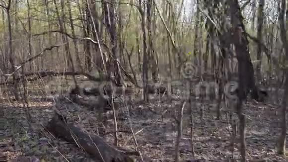在绿色森林里漫步视频的预览图