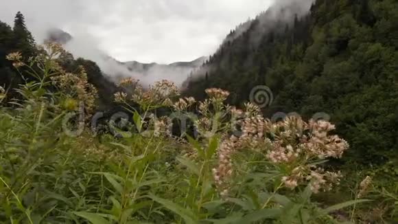 4k自然框架山脉山河森林和草地视频的预览图